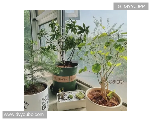 花卉种植技巧与养护方法探索，打造美丽花园的实用指南